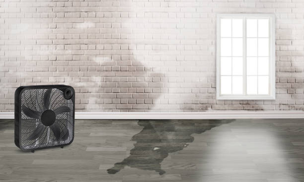Best Mold removal after water damage  in Jefferson, GA